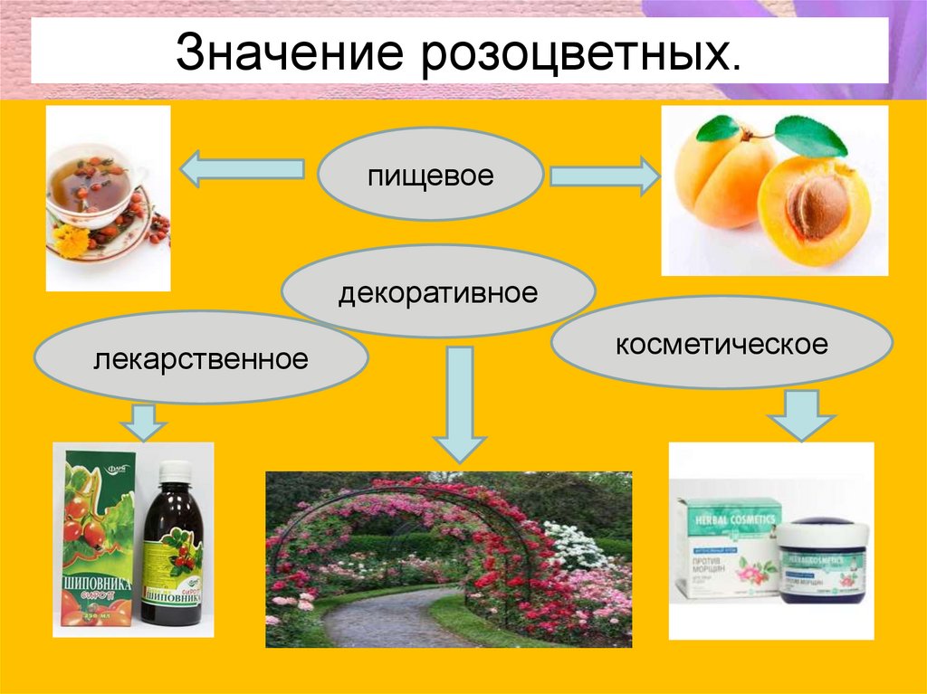 Презентация розоцветные 6 класс