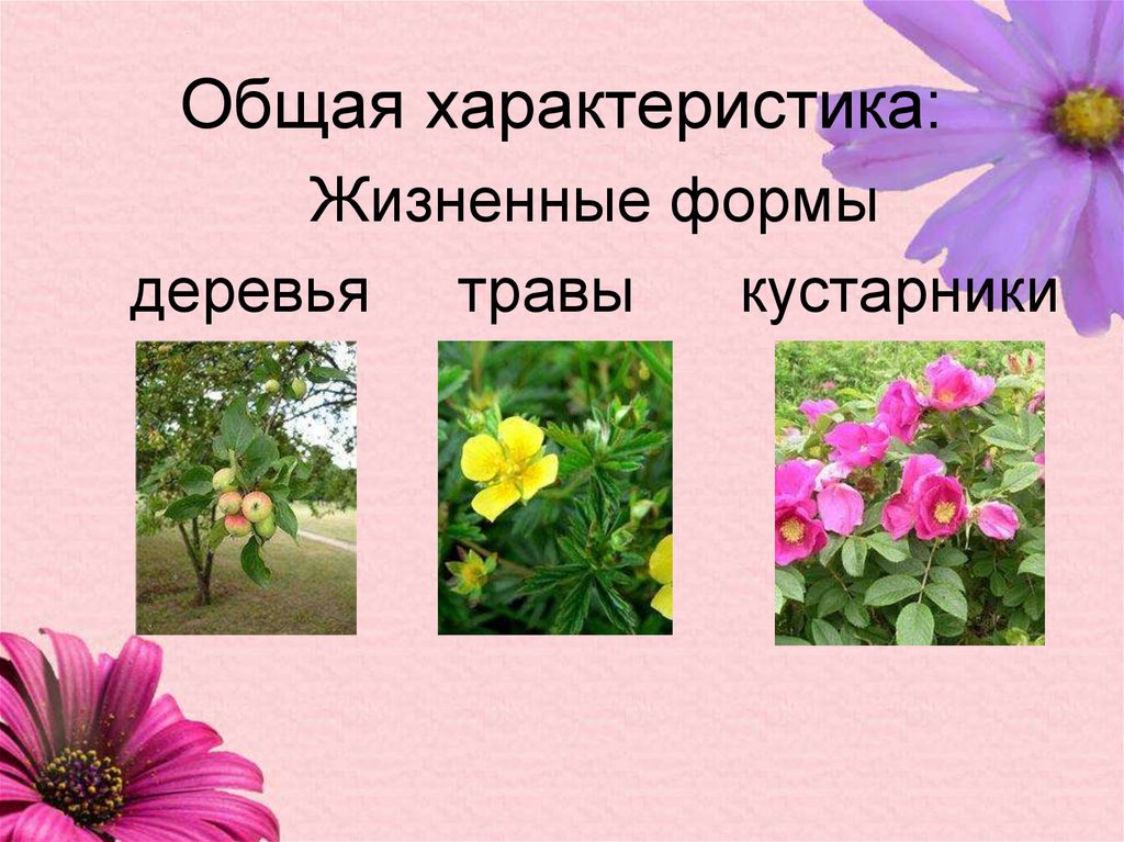 Формула цветка жизненная форма. Жизненная форма розоцветных. Семейство Розоцветные жизненные формы. Жизненные формы растений семейства розоцветных. Жизненные формы разноцветных.