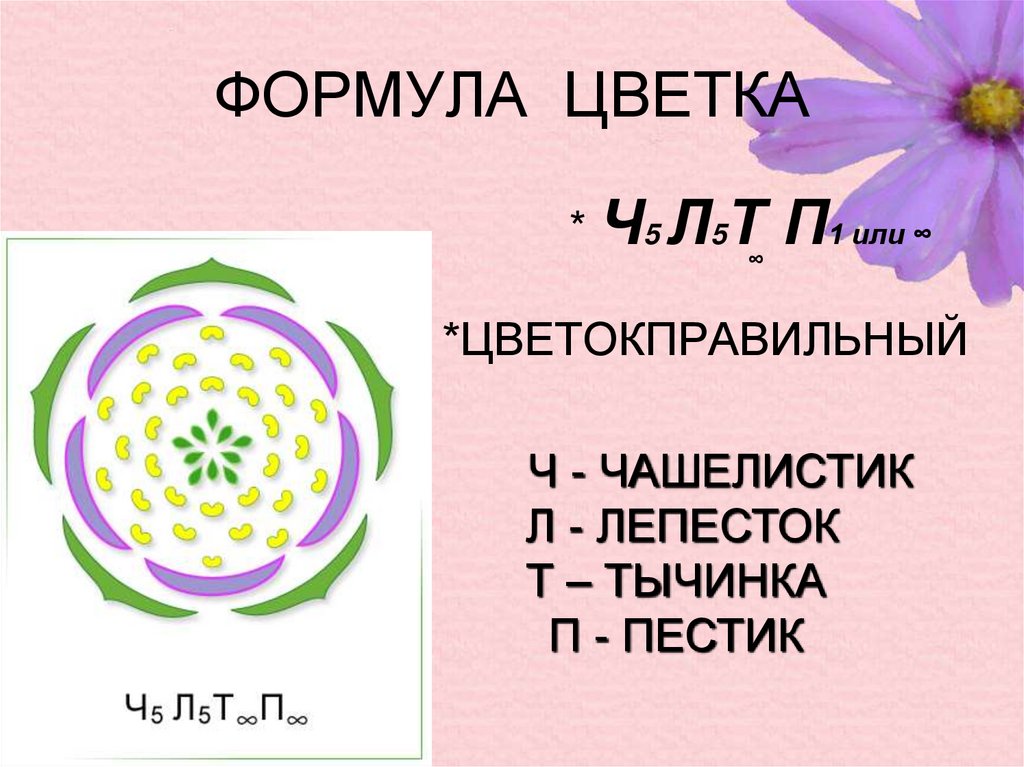 Формула цветка презентация 6 класс