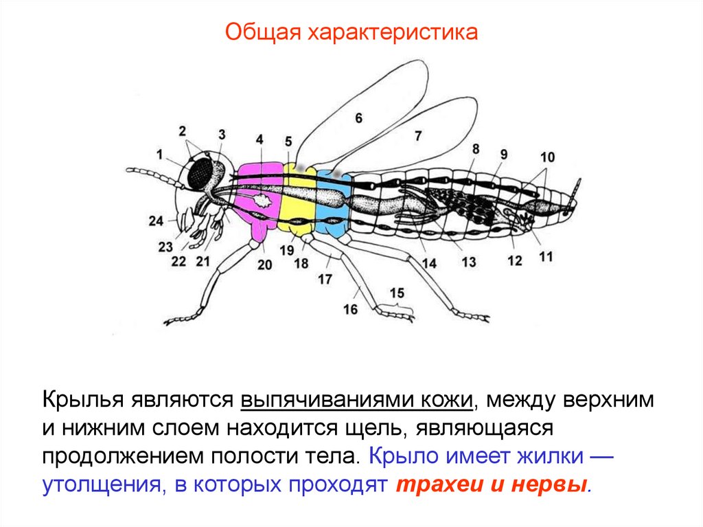 Внешнее строение насекомых 7 класс