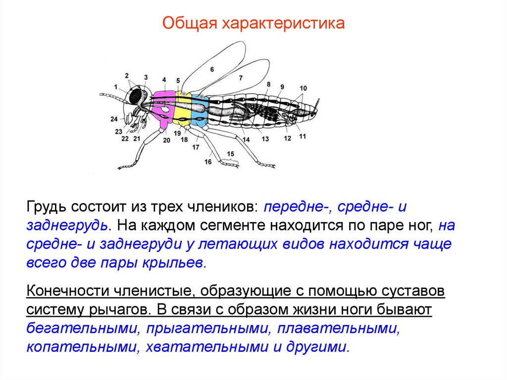 Мозаичное зрение это