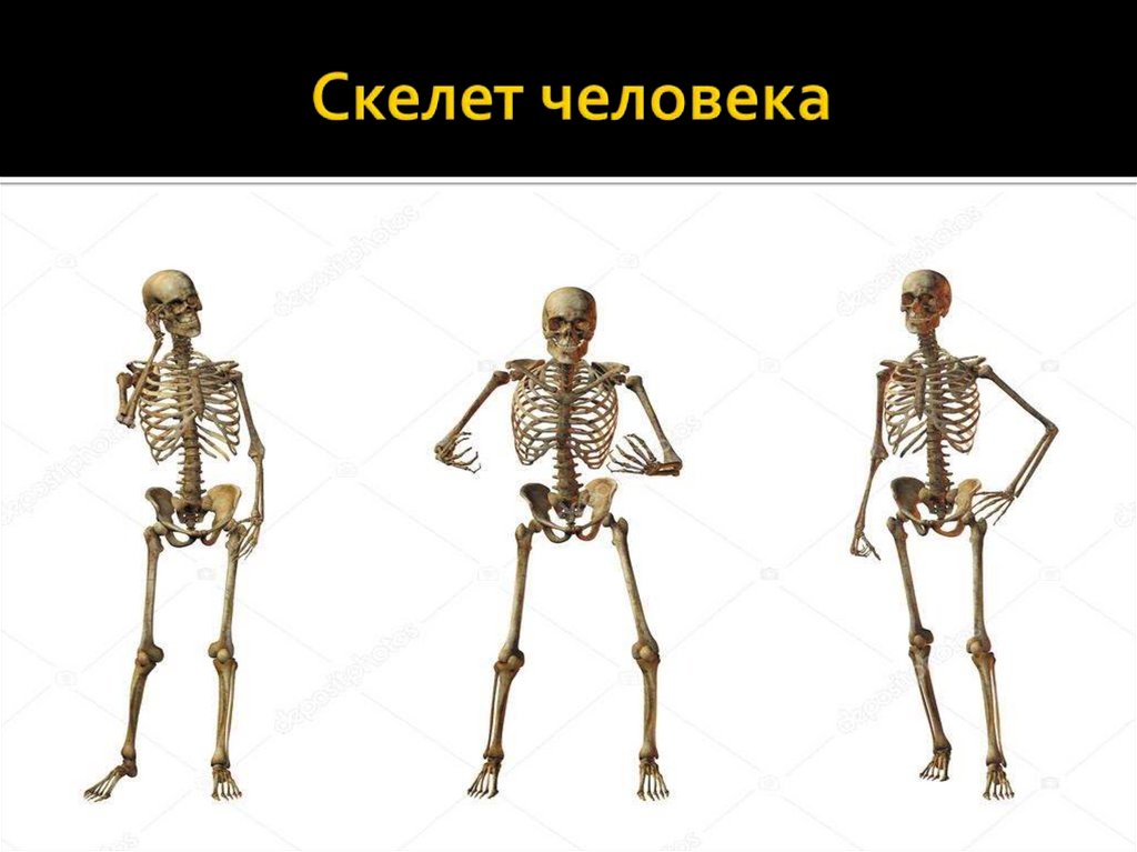 Плоские кости скелета человека. Форма скелета человека. Скелет здорового человека. Длинные кости скелета человека.