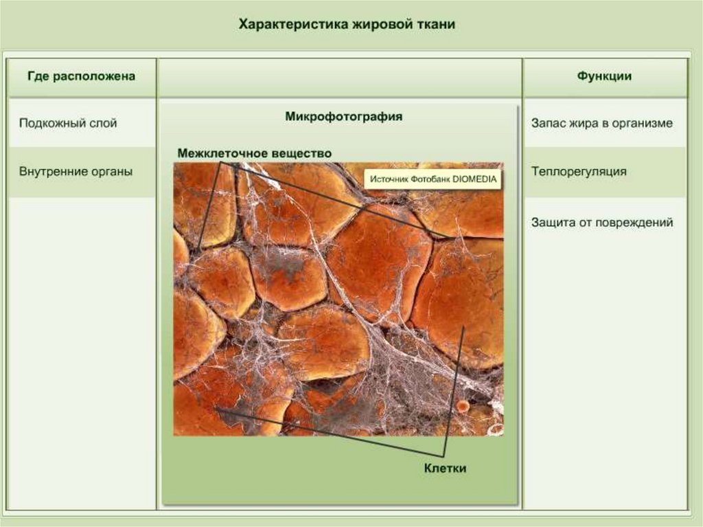 Презентация жировая ткань