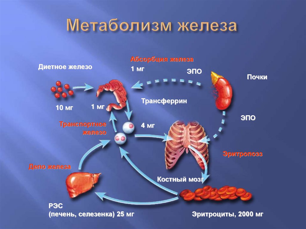 Распад железа. Обменные процессы железа. Метаболизм железа. Схема метаболизма железа в организме. Схема транспорта железа в организме.