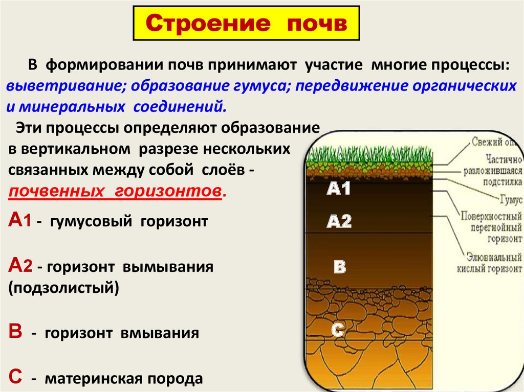 Почвенные ресурсы дальнего востока. Структура почвы почвенные горизонты. Структура почвы 8 класс география. Строение почвы схема. Схема строения почвенного профиля.