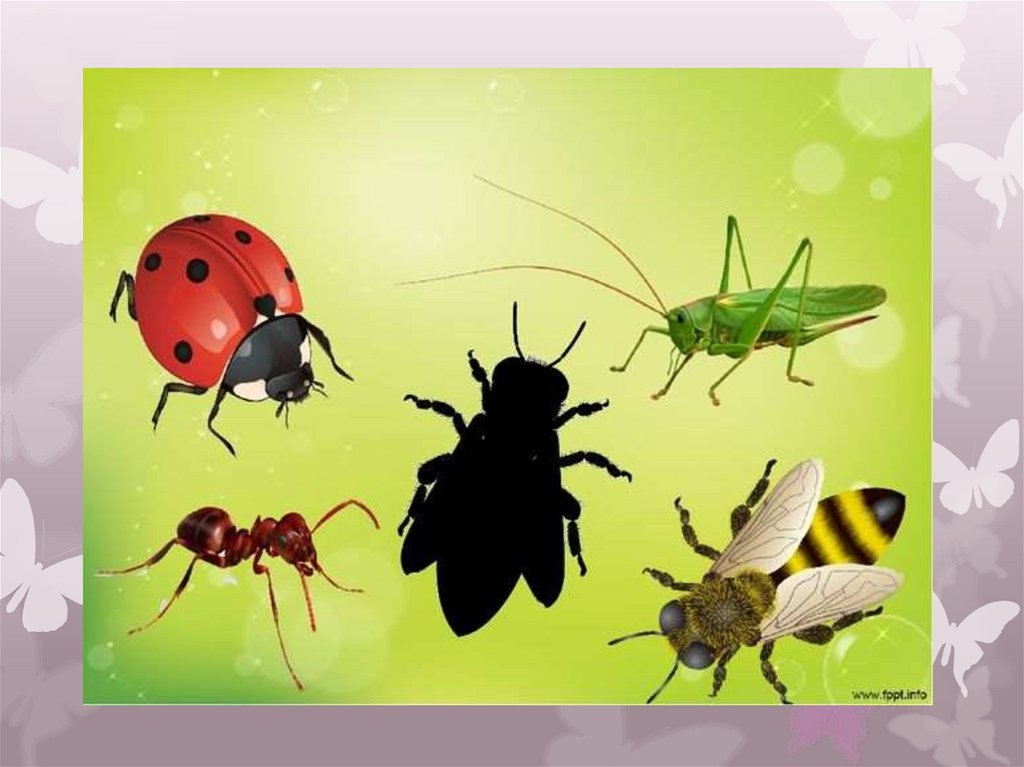 Занятие насекомые старшая группа. Насекомые слайд. Летающие и ползающие насекомые. Познакомить детей с насекомыми. Насекомые старшая группа.