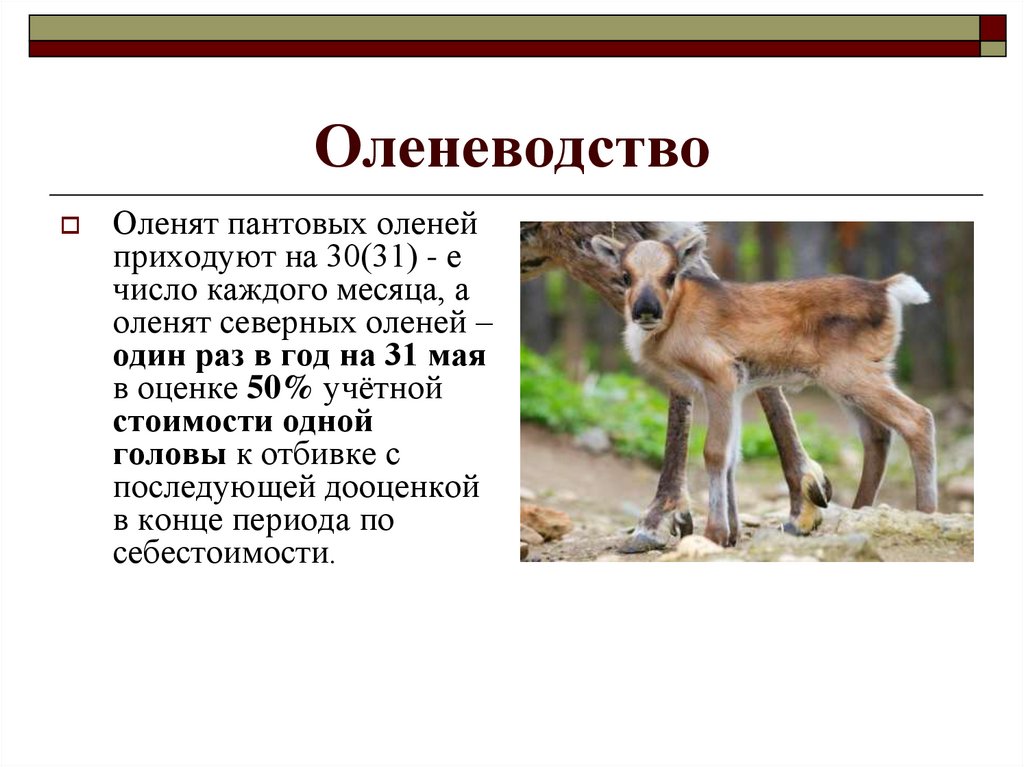 Оленеводство