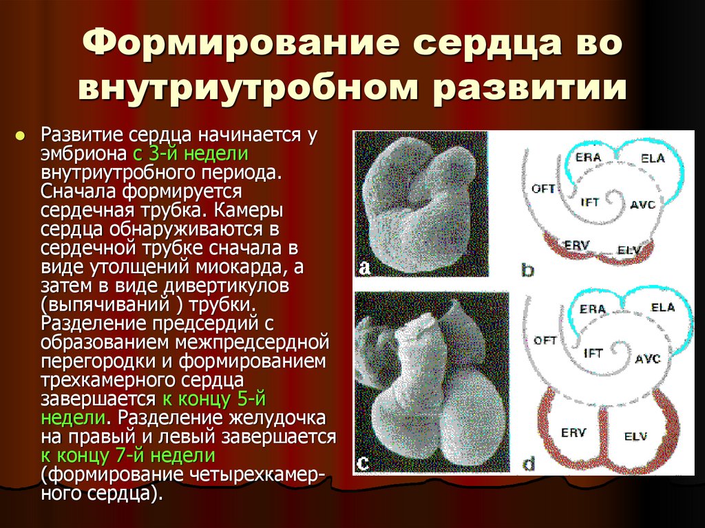 Формирование сердца