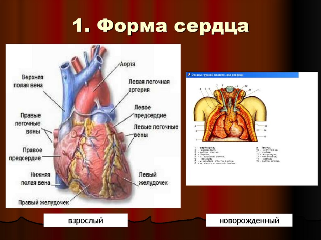 Сердце расположение