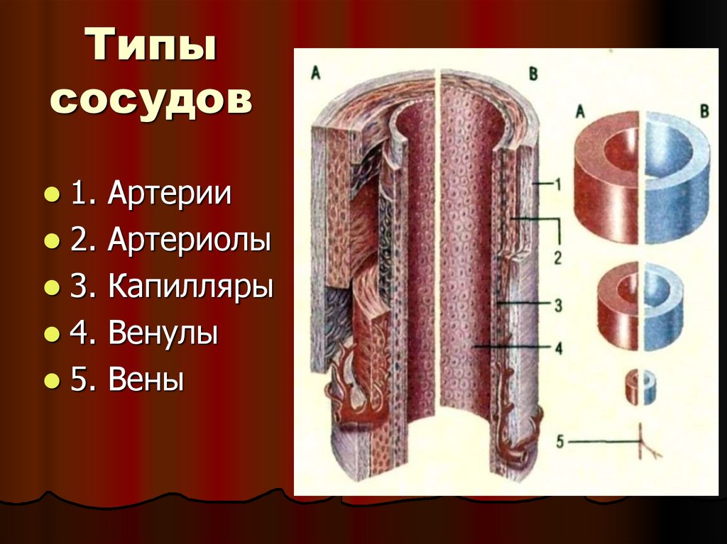 Типы сосудов