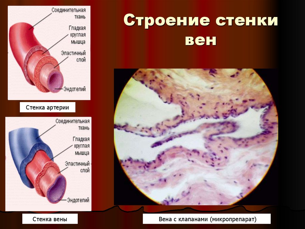 Строение стенки вен