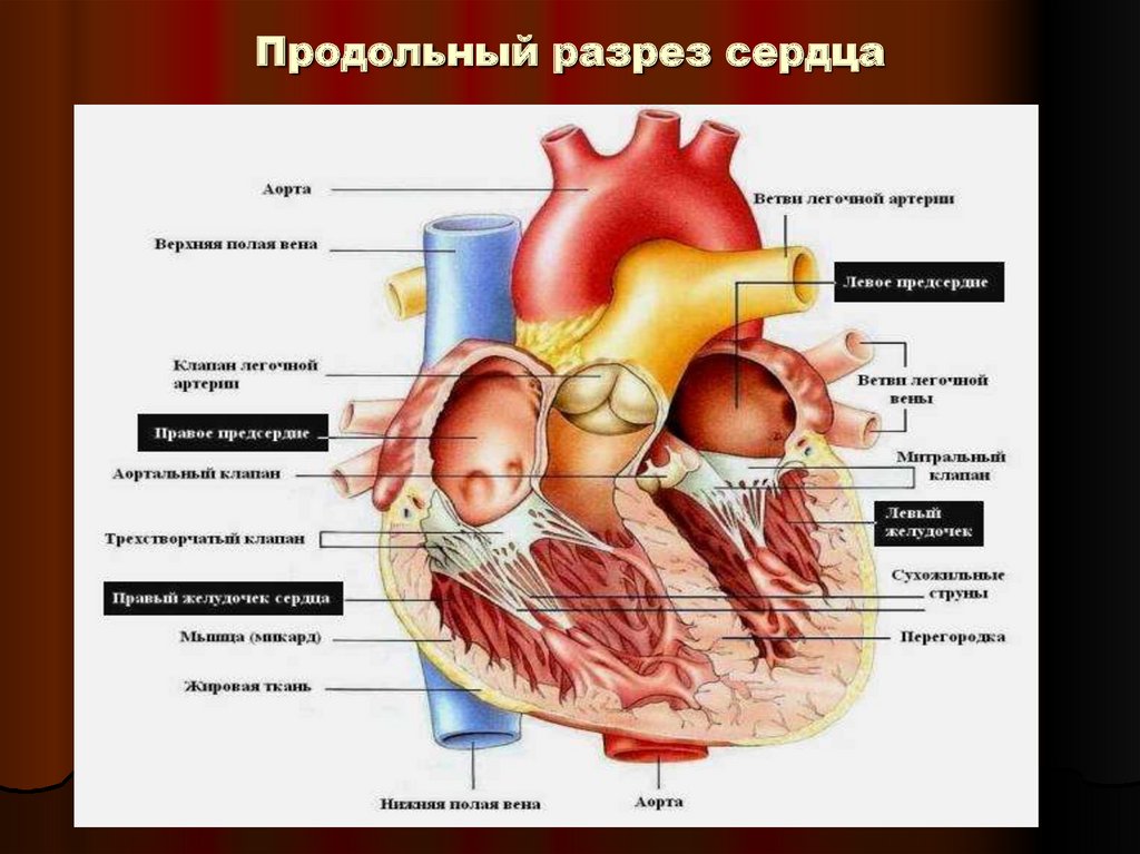 Поперечный разрез сердца