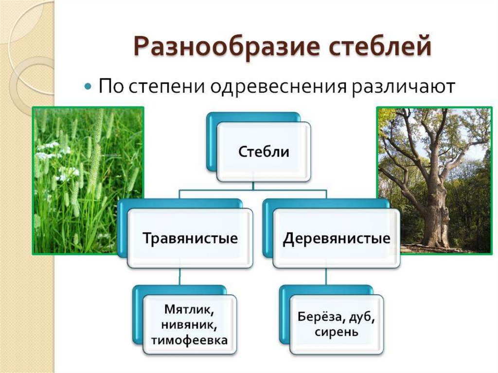 Тема стебель по биологии 6. Разнообразие стеблей. Классификация стеблей растений. Разнообразие стеблей по степени одревеснения. Схема разнообразие стеблей.