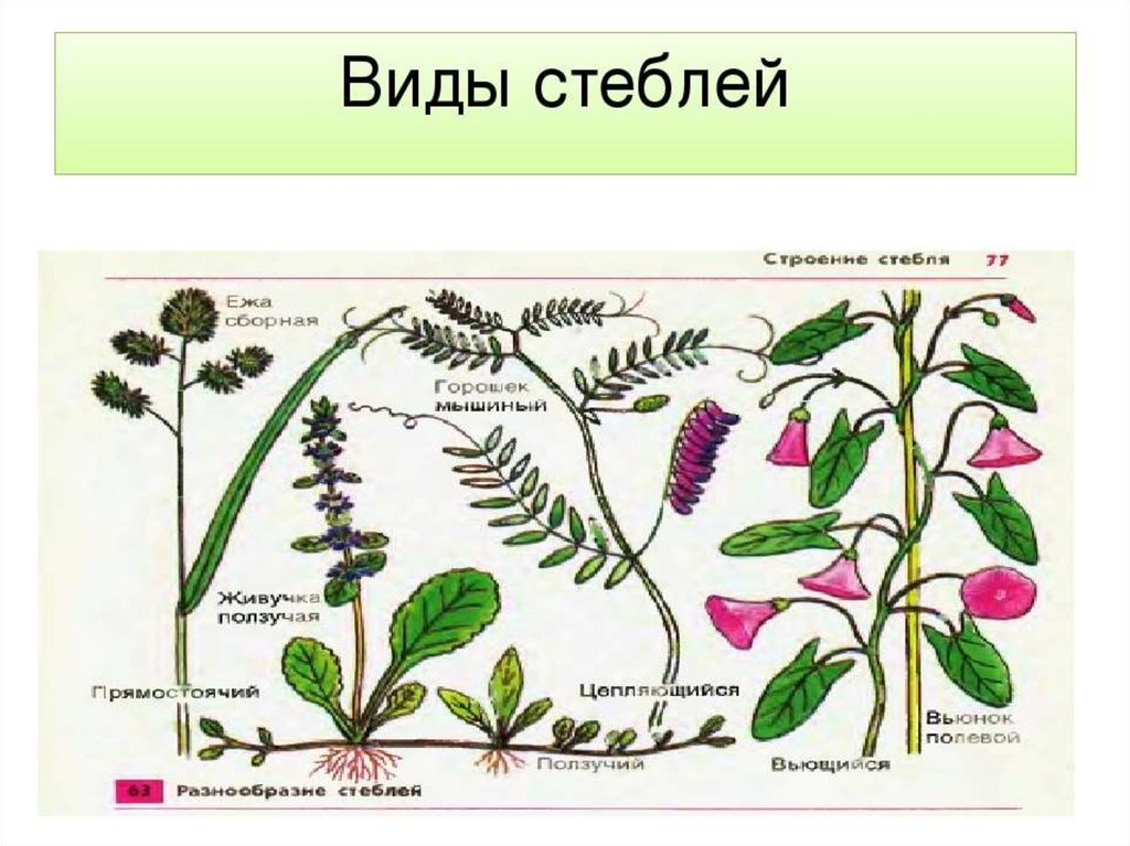 Стебель покрытосеменных растений. Типы стеблей растений. Разнообразие стеблей. Виды стеблей у растений. Типы травянистых стеблей.