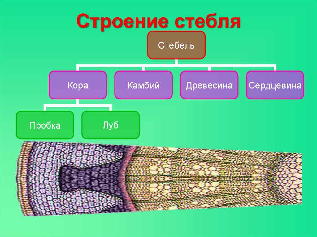 Образовательная ткань в стебле