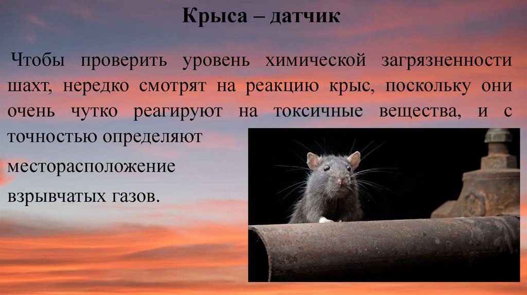 Эксперимент с крысами в идеальных. Идеальная крыса. Крыса идеальное домашнее животное проект по биологии. Презентация с текстом на тему крыса идеальное домашнее животное. Эксперимент с крысами в идеальных условиях.