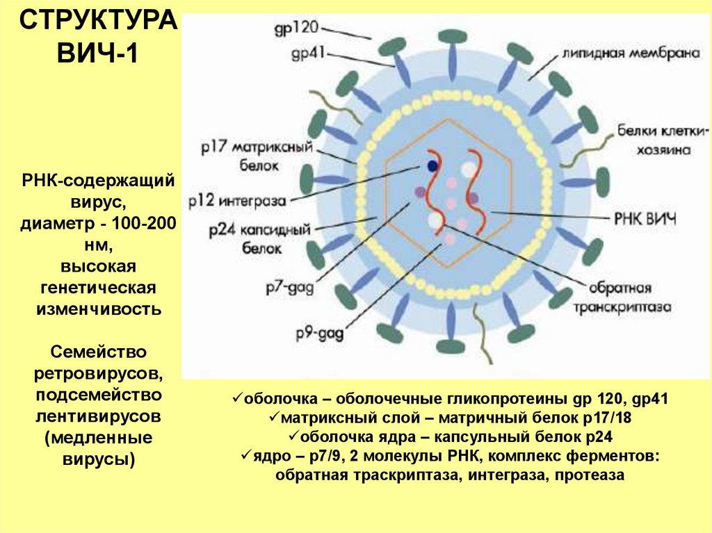 Белки вич. Микобактерии РНК вируса. ВИЧ инфекция РНК вирус. Вирус иммунодефицита человека РНК содержащий. Структура вируса иммунодефицита человека.