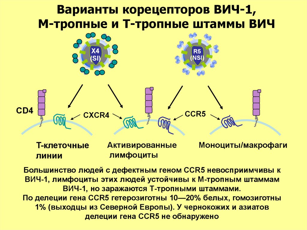 Схема репродукции вируса иммунодефицита человека вич - 92 фото