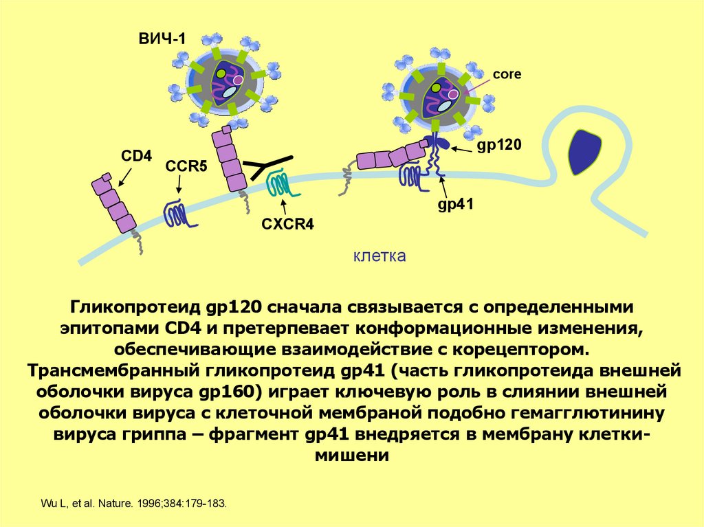 Вич белок. Cd4 гликопротеин подражатели. Gp120 иммунология. Gp120 ВИЧ. Гликопротеиды вируса.