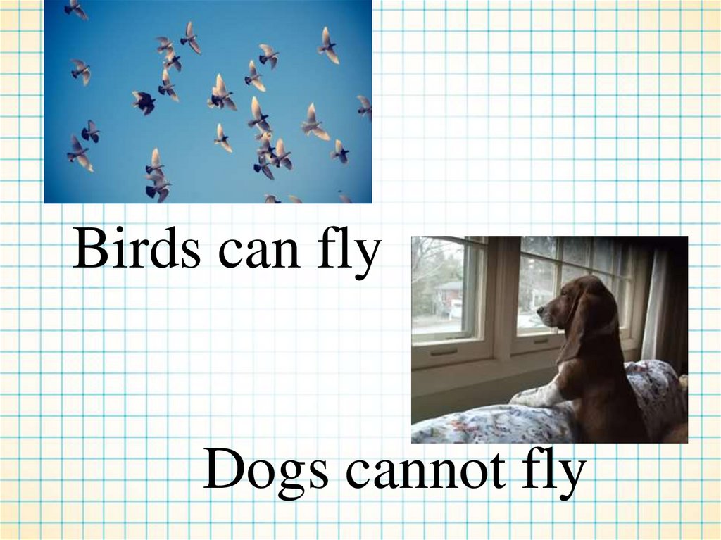 I can fly i can go. Bird can Fly. I can Fly птичка. Fly презентации. Birds can или can t Fly.