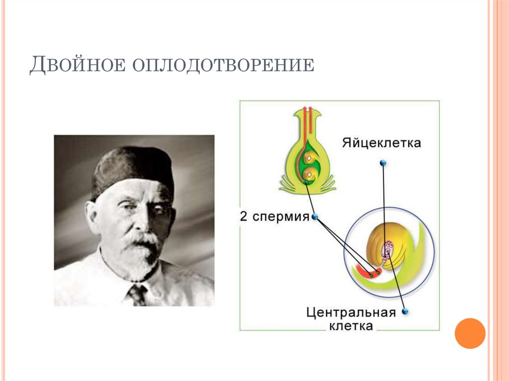 Двойное оплодотворение результат. Двойное оплодотворение. Значение двойного оплодотворения. Кто открыл двойное оплодотворение. Биологическое значение оплодотворения.