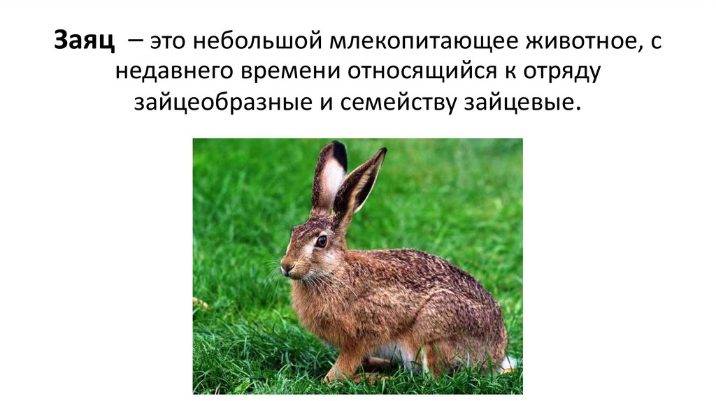 Горбатый заяц сканворд. Заяц однозначное слово. Заяц это здорово. Скидка зайца. Модульное обучение заяц презентация.