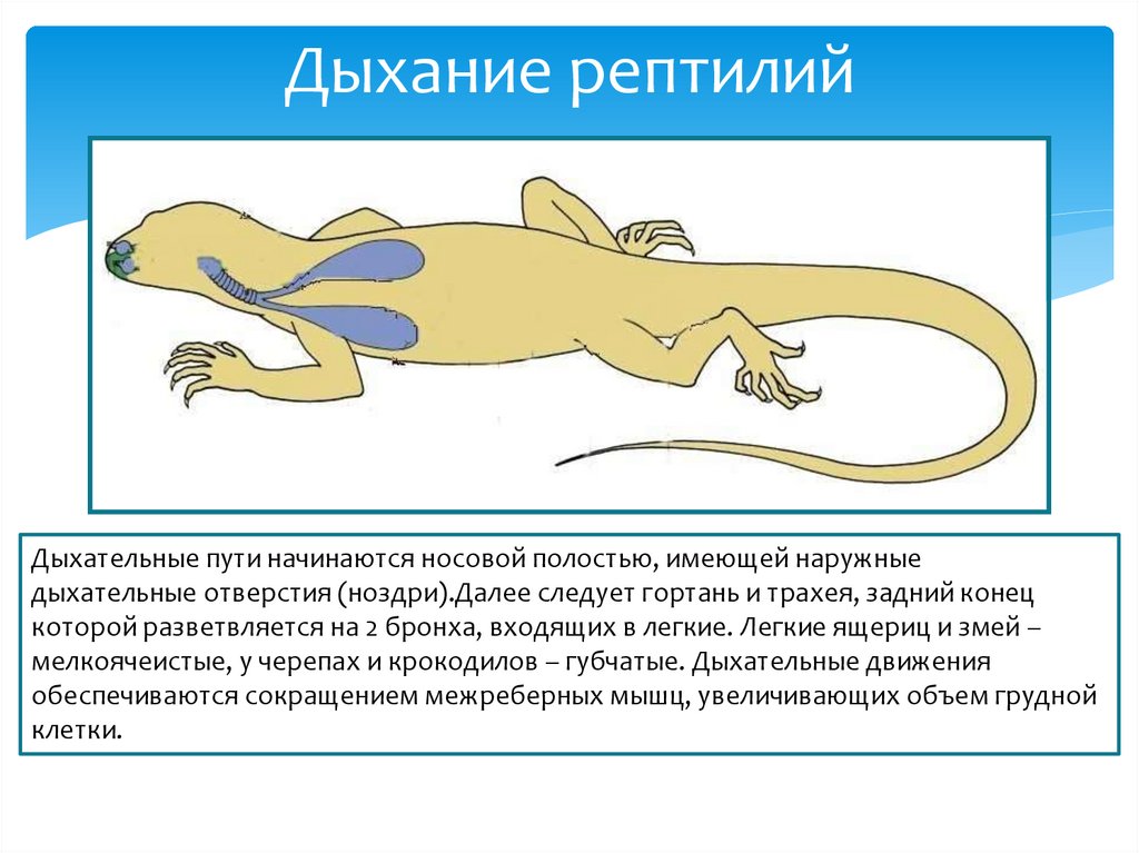 Строение дыхания у рептилий