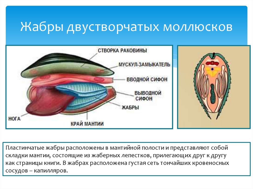 Земноводные дышат жабрами