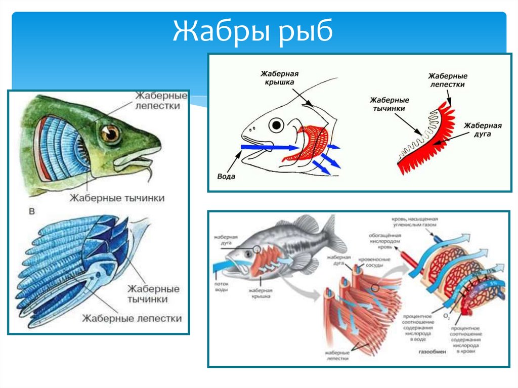 Жабры у рыбы картинки для детей