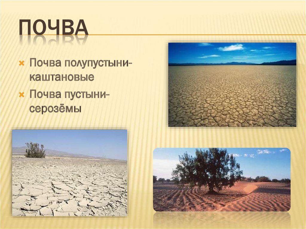 Особенности почв полупустынь. Полупустыни и пустыни почвы. Тип почв пустынь и полупустынь. Почва в пустыне и полупустыне. Почвы пустынь и полупустынь в России.