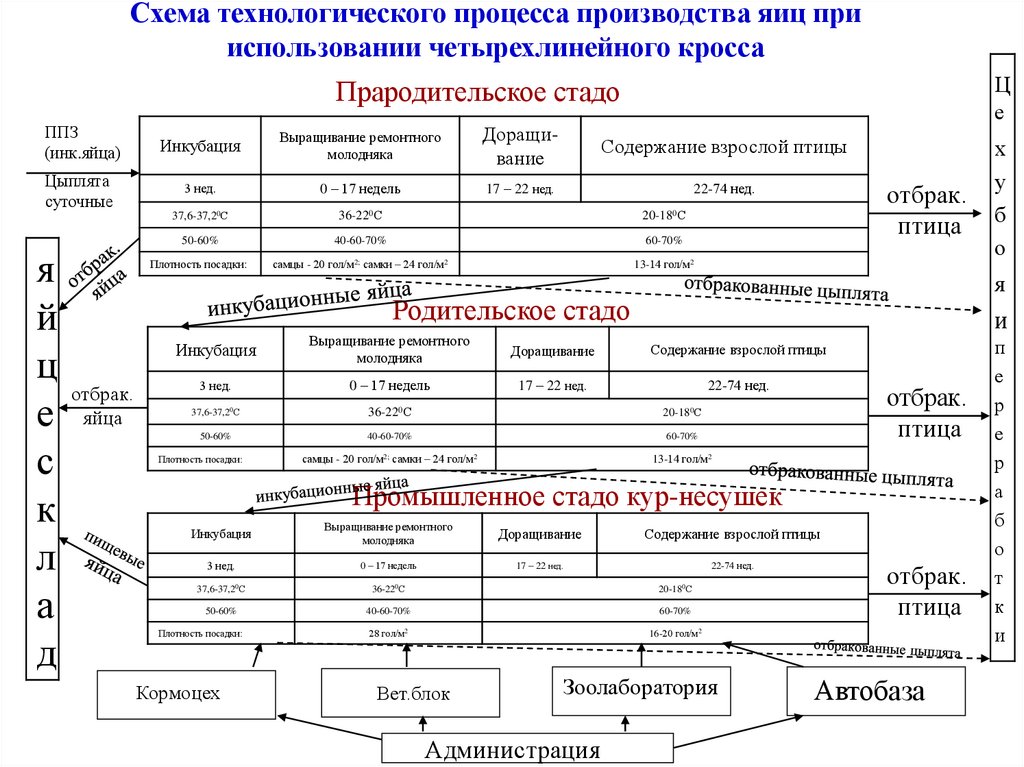 Схема подготовки яиц к производству