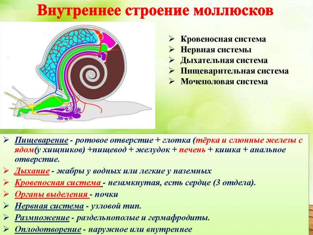 Функции моллюсков. Функции нервной системы у моллюсков. Нервная система моллюсков таблица. Какие железы есть у моллюсков. Почки у моллюсков функции.