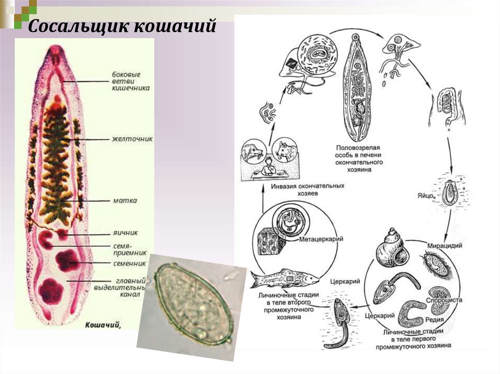 Какой цифрой обозначен на рисунке промежуточный хозяин кошачьего сосальщика