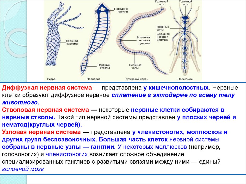 Составьте и заполните схему значение нервной системы