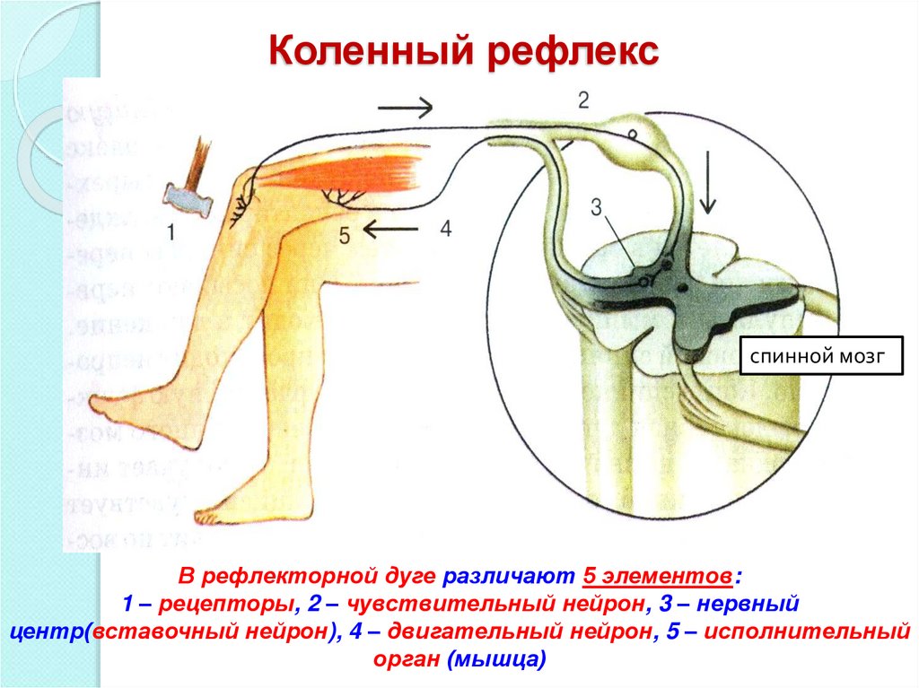 Работа коленного рефлекса. Рефлекторная дуга коленного рефлекса. Чувствительный Нейрон коленного рефлекса. Коленный рефлекс физиология. Эффектор коленного рефлекса.