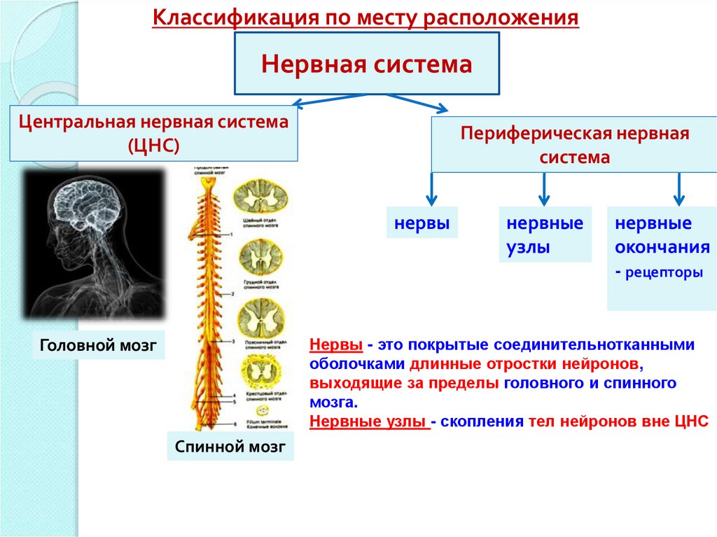 Значение нервной системы 8 класс конспект