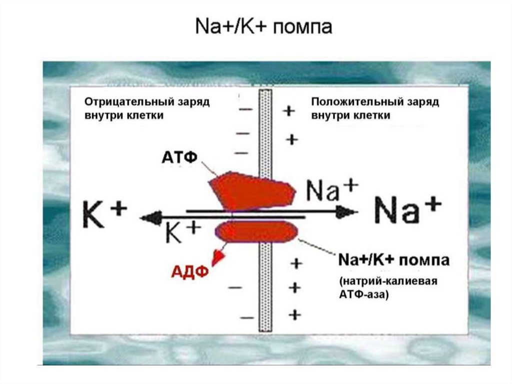 Заряд тканей. Электрический заряд клетки это. Заряд внутри клетки. Заряд клетки внутри и снаружи. Заряд клетки человека.