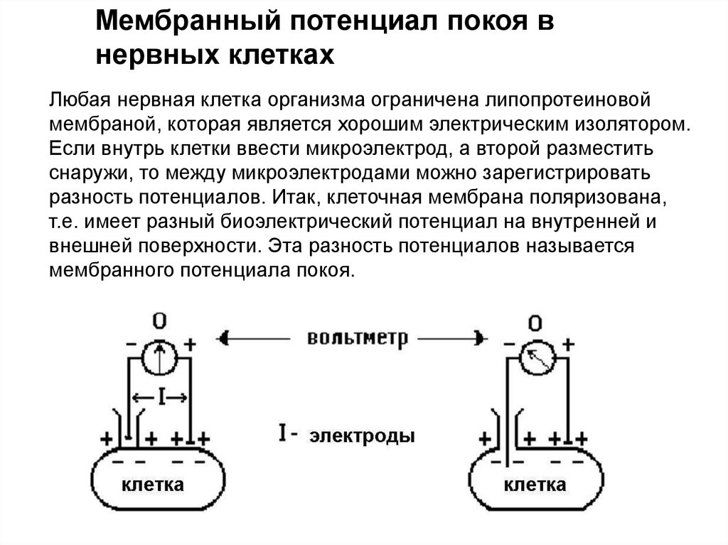 Потенциал клетки. Величина мембранного потенциала покоя нервной клетки составляет:. Величина потенциала покоя составляет примерно. Мембранный потенциал физиология потенциал покоя. Мембранный потенциал клетки физиология.