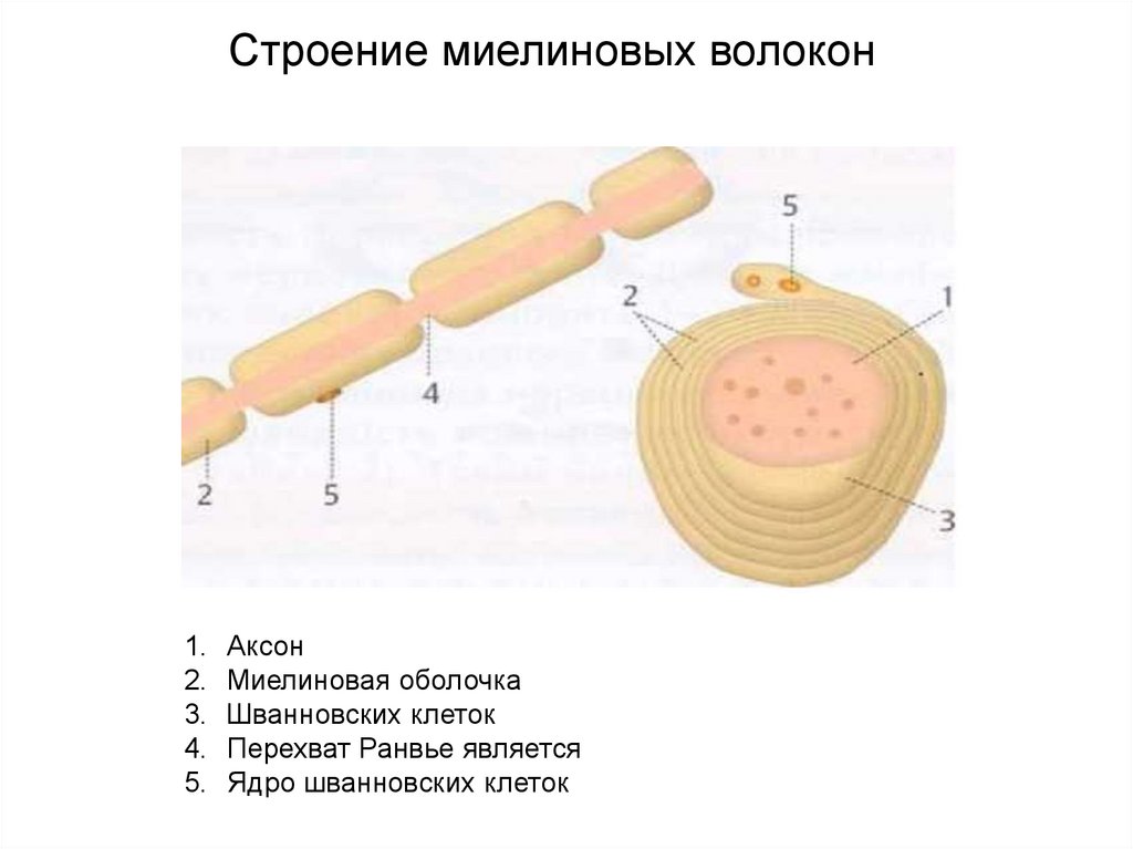 Миелиновая оболочка рисунок