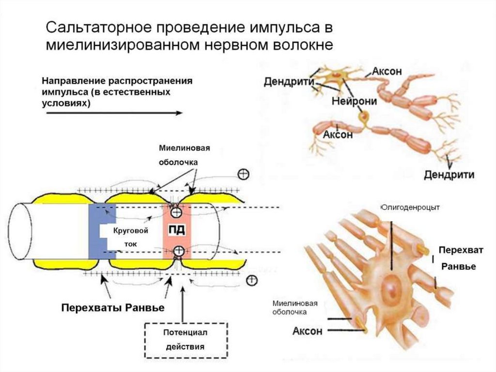 Нервный импульс схема