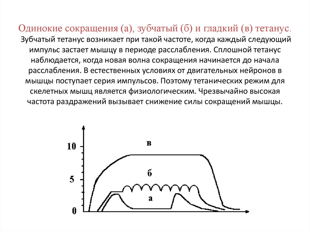 Одиночнее какого. Зубчатый и гладкий тетанус мышц физиология. 3 Тетанус гладкий и зубчатый. Условия возникновения зубчатого тетануса. Условия развития гладкого тетануса.