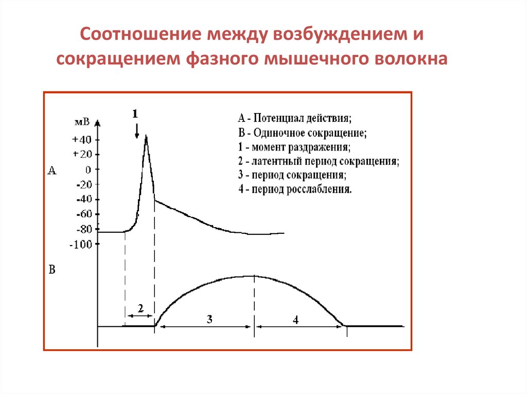 Возбуждение мышцы