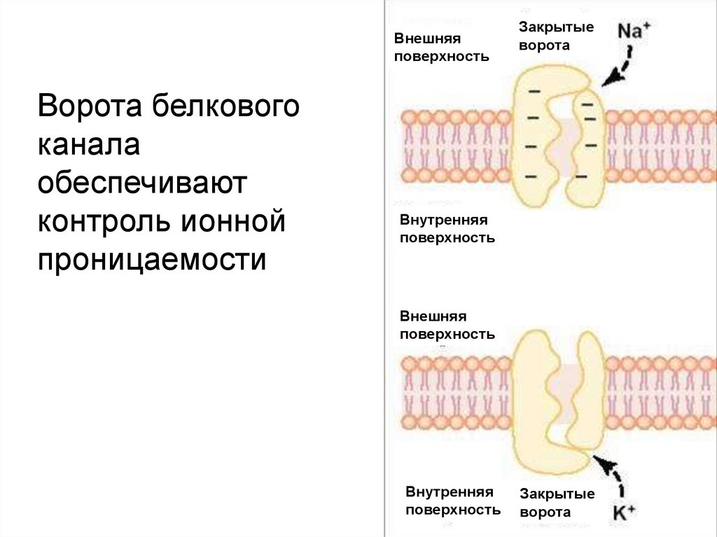 Канал белков. Ворота ионных каналов. Воротный механизм белковых каналов. Воротные ионные каналы. Белковые каналы ворота.