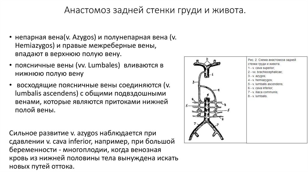 Кавакавальные анастомозы схема