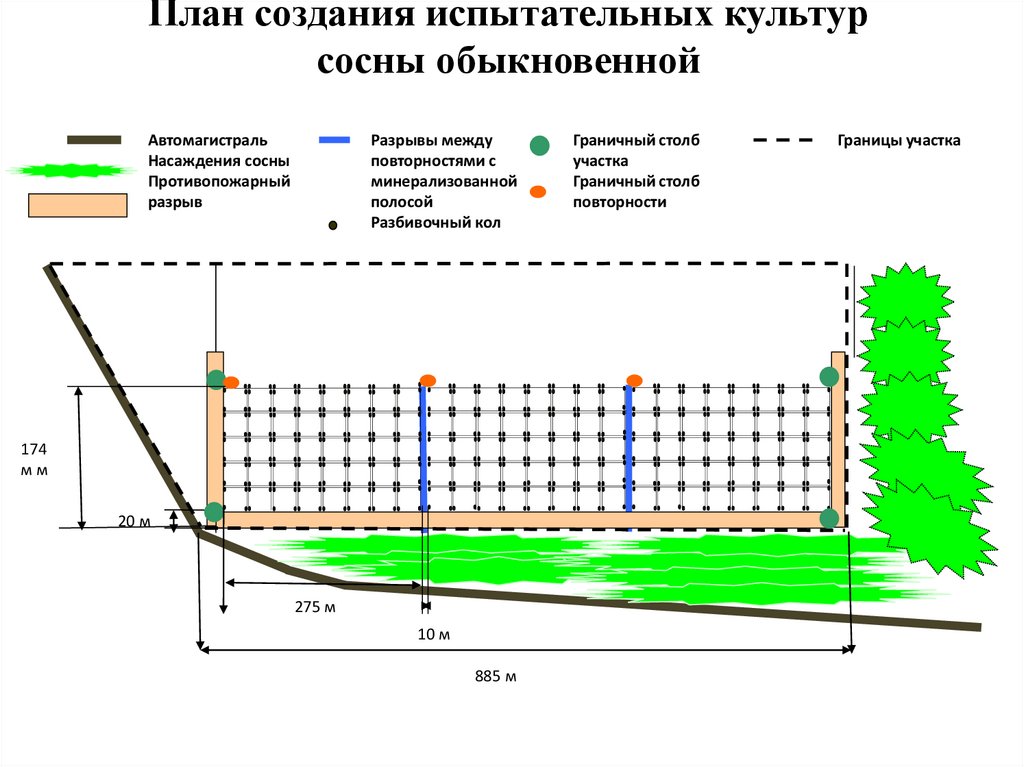 Проект создания лесных культур