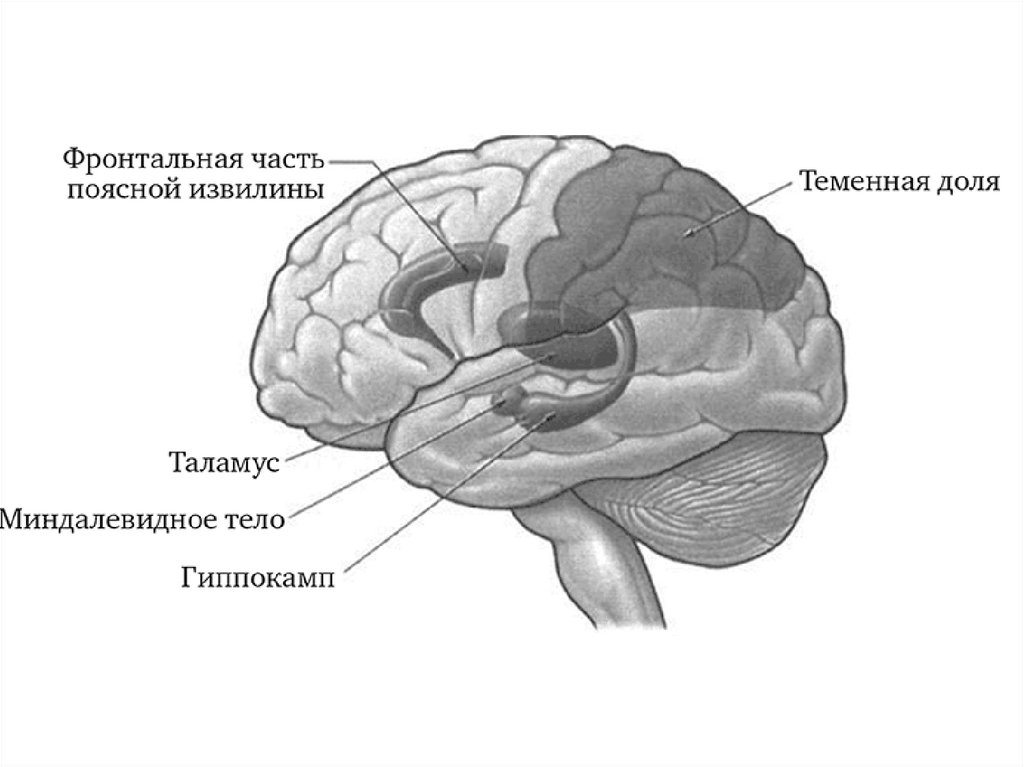 Передний мозг слабо развит. Миндалевидное тело в головном мозге строение. Миндалевидное ядро головного мозга. Строение мозга Амигдала.