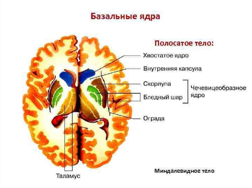 Ядра мозга образованы. Базальные ядра конечного мозга анатомия. Строение базальных ядер. Базальные ядра полушарий анатомия. Подкорковые ядра больших полушарий анатомия.