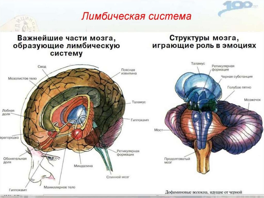 Схема лимбическая система