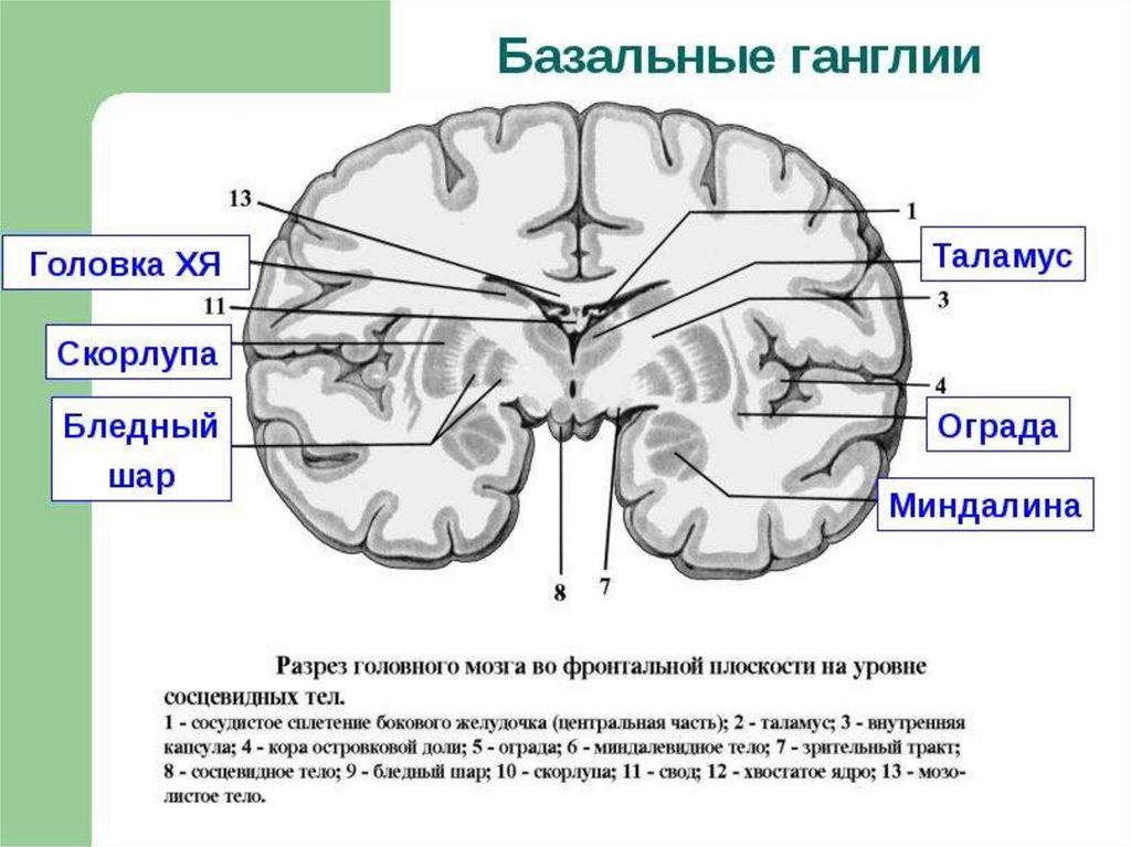 Схема расположения внутренней капсулы и базальных ядер