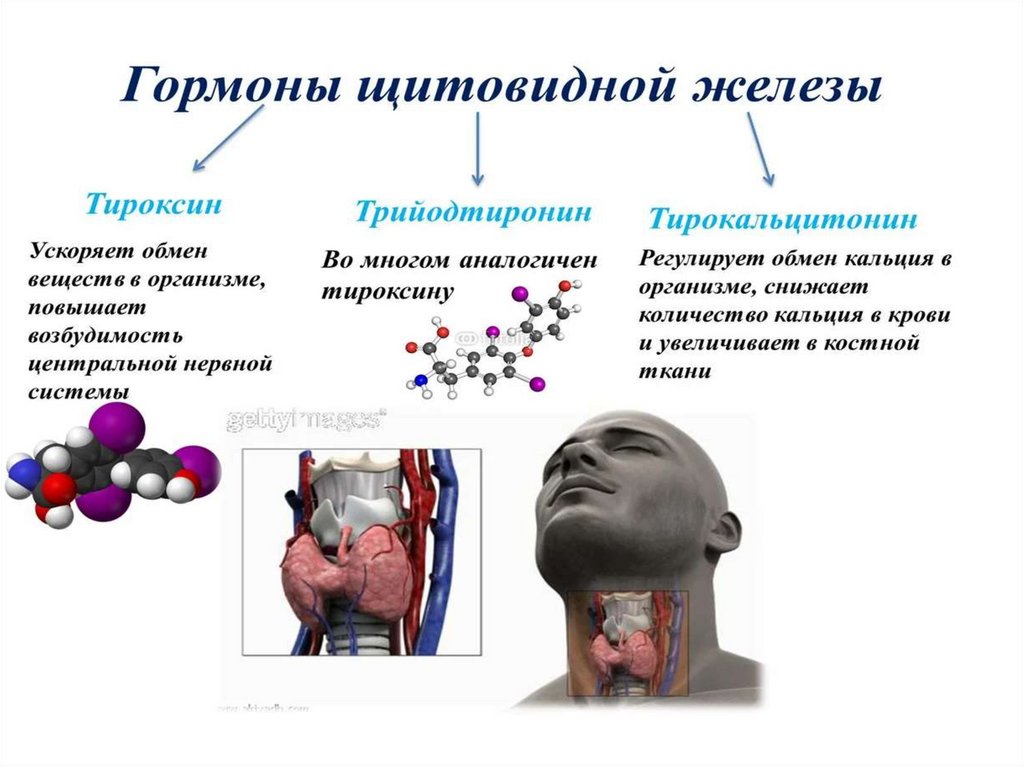 Тироксин щитовидной железы